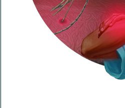 Laminaria life cycle
