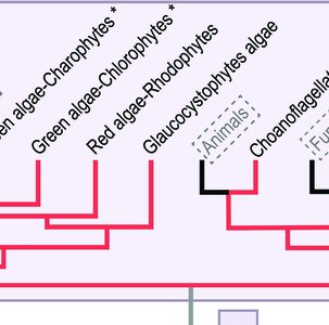 Phylogenetic tree showing protist diversity