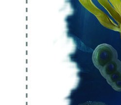 Laminaria life cycle