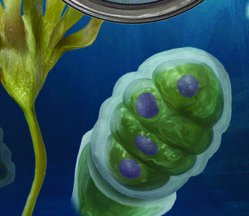 Laminaria life cycle