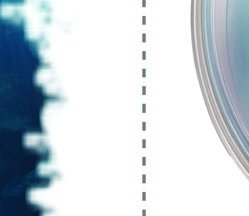 Laminaria life cycle