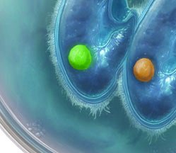 Laminaria life cycle