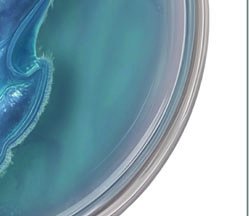 Laminaria life cycle