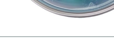 Laminaria life cycle