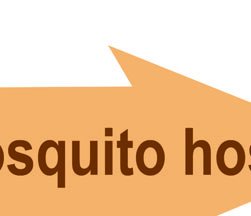 Plasmodium life cycle (malaria)