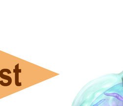 Plasmodium life cycle (malaria)