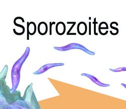 Plasmodium life cycle (malaria)