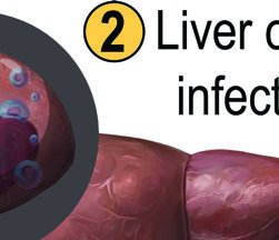 Plasmodium life cycle (malaria)
