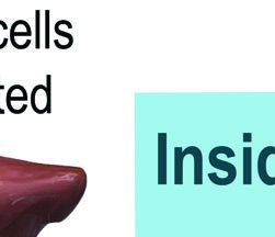 Plasmodium life cycle (malaria)