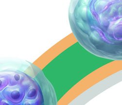 Plasmodium life cycle (malaria)