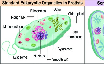 Standard and unique organelles in protists