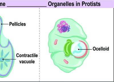 Unique organelles in protists