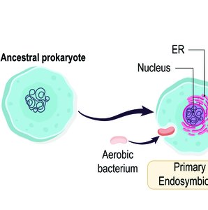 Primary endosymbiosis