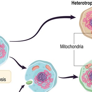 Primary and secondary endosymbiosis