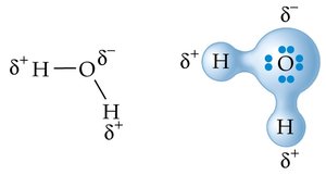Partial charges in water molecule