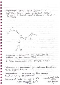 Hydrogen bonding and cohesion in water