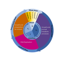 Cell cycle diagram showing phases and their functions