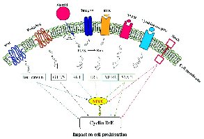 Diagram of cell signaling and cyclin production