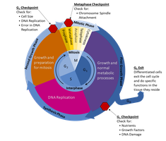 Cell cycle diagram with checkpoints indicated