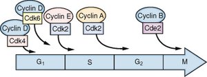 Cyclin-CDK complexes and their roles in cell cycle phases