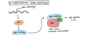 Diagram of p53-mediated DNA damage checkpoint