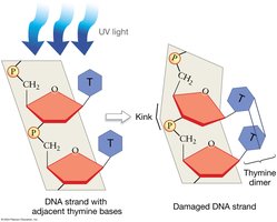 UV-induced DNA damage and thymine dimer formation
