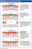 Nucleotide excision repair process