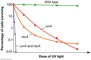 E. coli survival after UV exposure based on repair genes