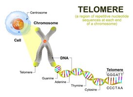 Telomere structure and function