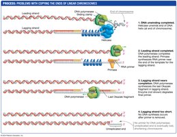 Problems with copying chromosome ends