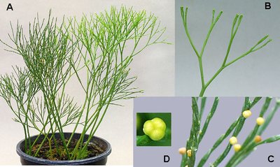 Psilotum plant and details