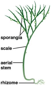 Diagram of Psilotum structure