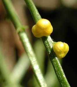 Psilotum synangia close-up