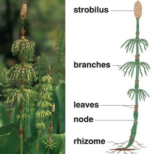 Equisetum plant and strobilus