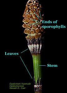 Equisetum hyemale strobilus and leaves