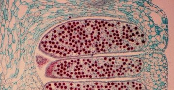 Equisetum strobilus cross-section