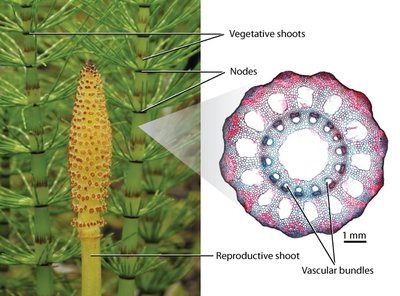 Equisetum stem node
