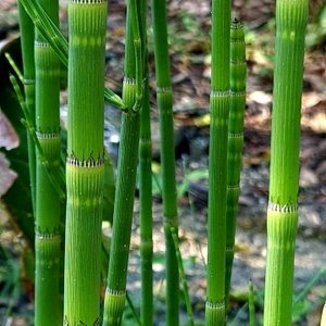 Equisetum giganteum