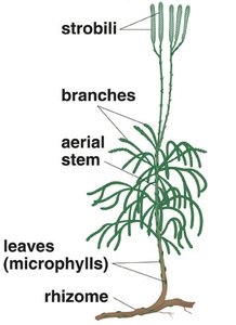Diagram of club moss structure