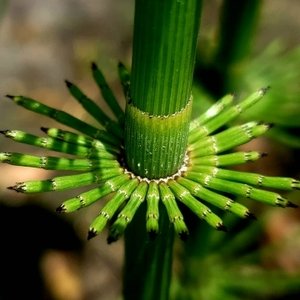 Equisetum myriochaetum