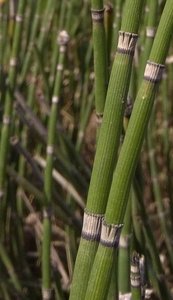 Equisetum hyemale