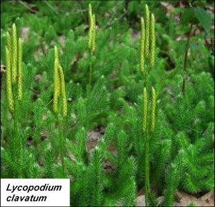 Lycopodium clavatum in habitat