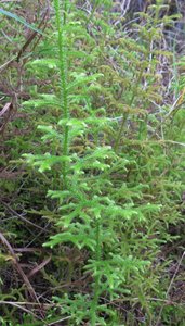 Club moss with strobili