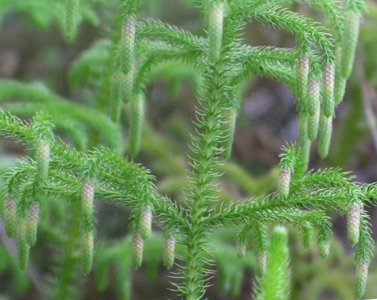 Close-up of club moss strobili