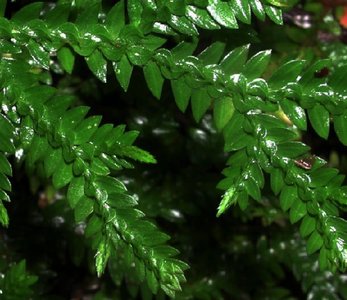 Selaginella diffusa