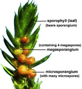 Selaginella species close-up