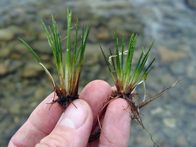 Isoetes prototypus (Quillwort)