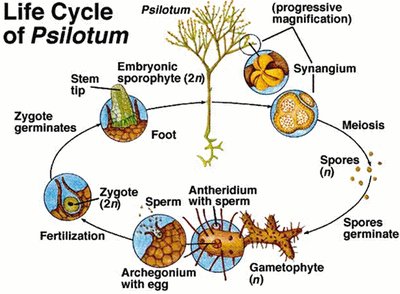 Life cycle of Psilotum
