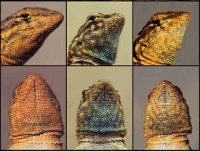 Color morphs of male lizards representing alternative strategies