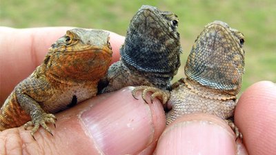 Three male lizard color morphs